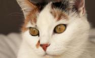 猫的百科全书，探索毛茸茸的奥秘