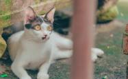 猫的百科知识介绍，毛茸茸的奥秘与魅力