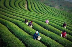 福鼎白茶的茶树品种